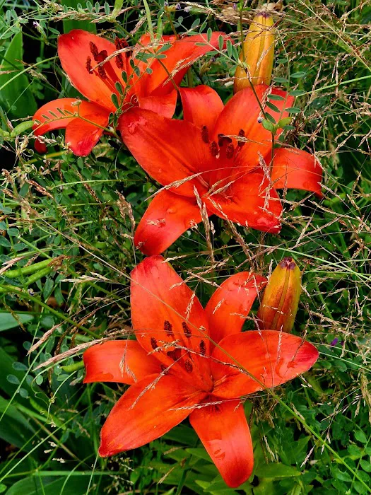 Woodland Shores RV Park Picture 2