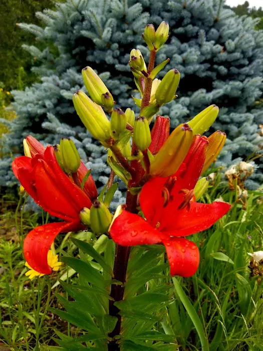 Woodland Shores RV Park Picture 8