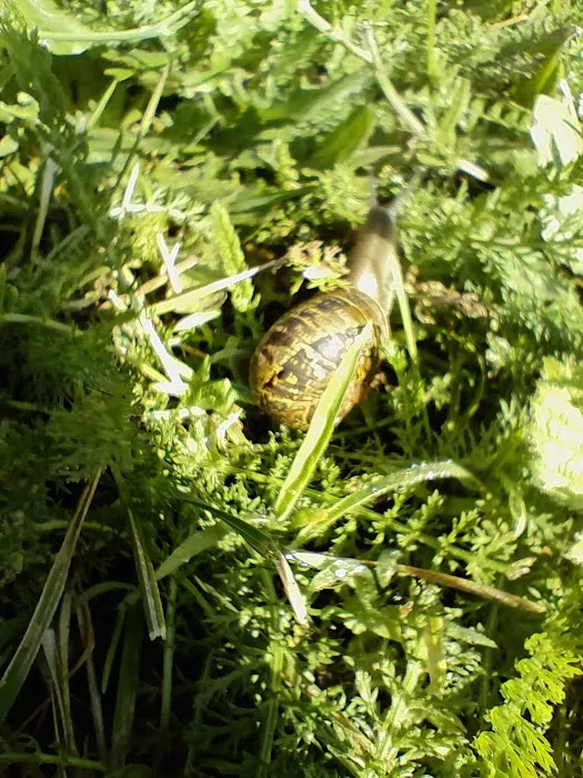 Woodland Shores RV Park Picture 9