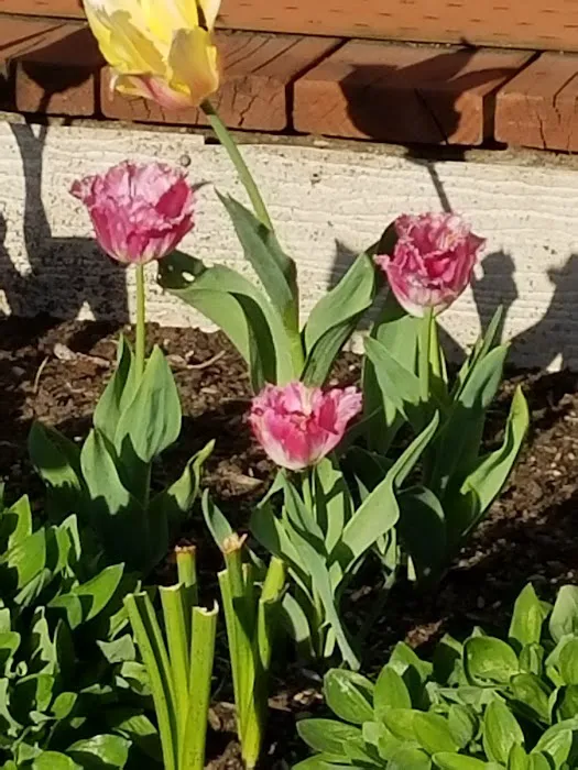 Shadowbrook Picture 1