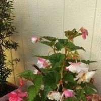 Indian Bluff Mobile Home Park ico