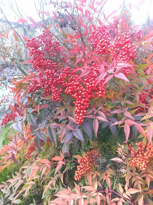 Cherry Lane Mobile Park Picture 2