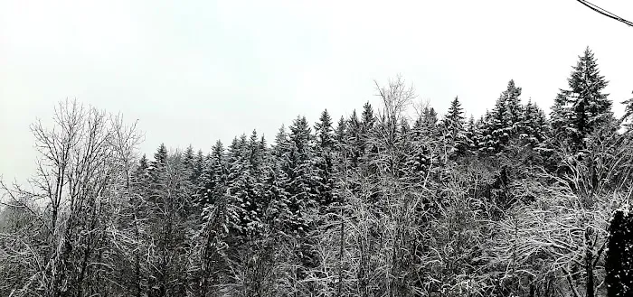 Forest Park Mobile Village Picture 8