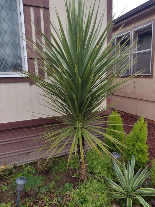 Delray Mobile Home / RV Park Picture 3