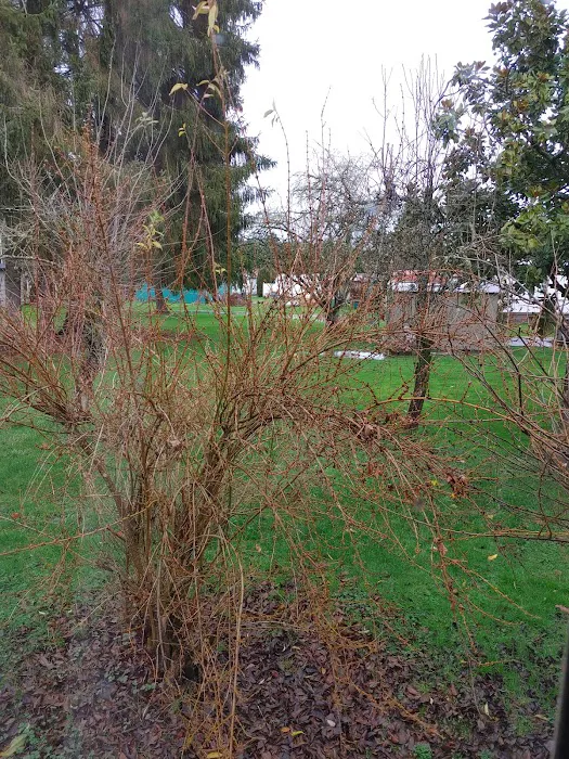 Del Ray II Picture 3