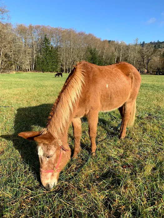 RV Outdoor Adventures & Cabins Picture 6