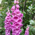 Parr Acres A Manufactured Home Community