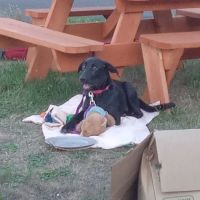 Westport Villas II MHP ico