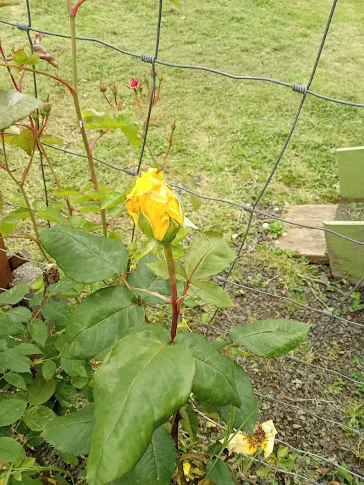 Westport Villas II MHP Picture 7