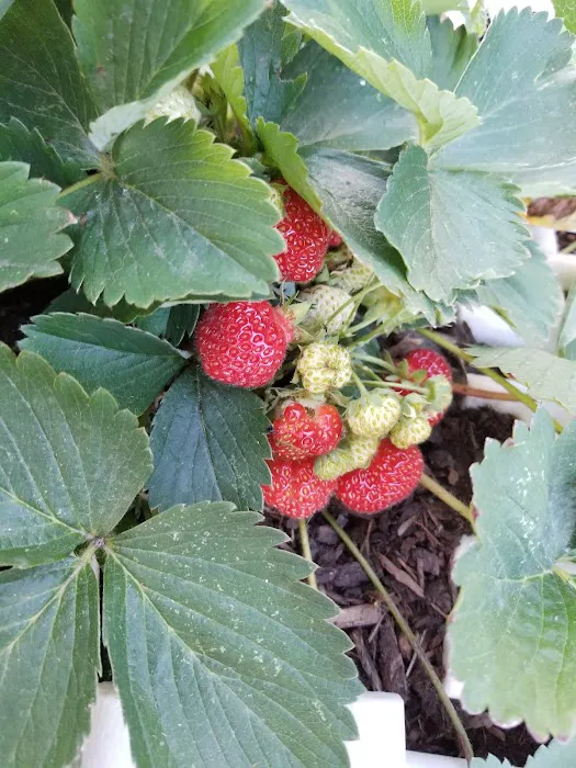 Royal Mobile Villas Picture 10