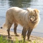 River Oaks RV Park-Campground