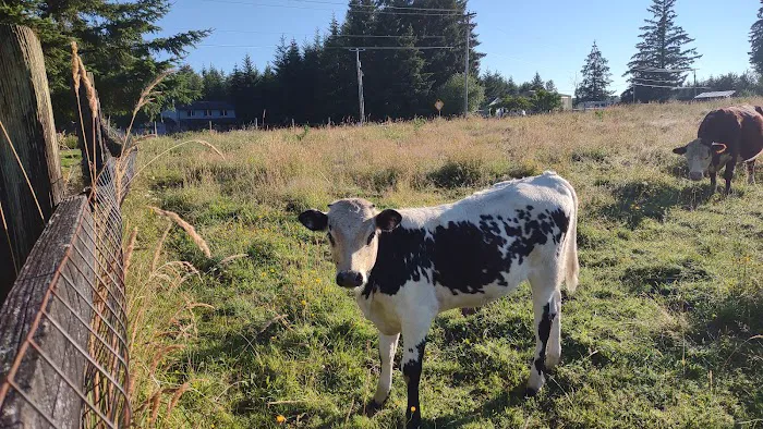 River Oaks RV Park-Campground Picture 3