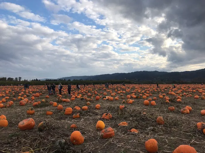 Pine Ridge Mobile Park Picture 5