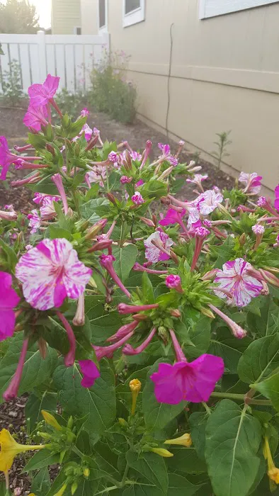 Springbrook Estates Picture 4