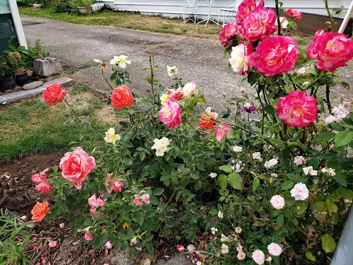 Kennedy Meadows Mobile Home Park Picture 7