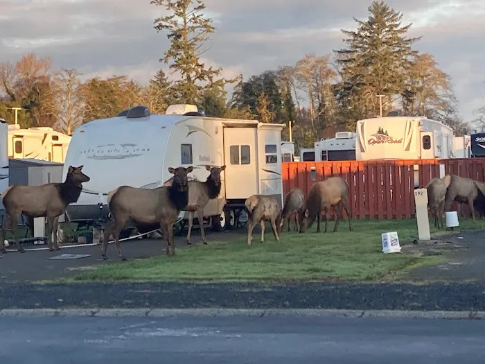 Alder Creek Village 55+ Park Picture 2