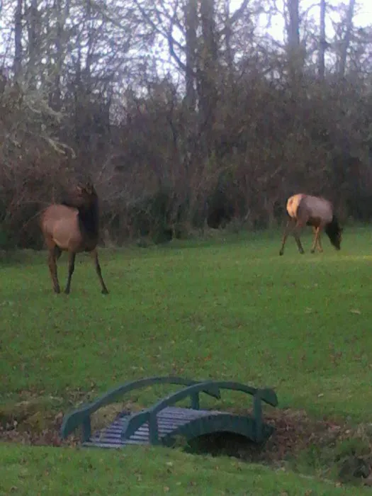 Hammond Marina RV Park Picture 8