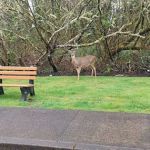 Shore Terrace Estates