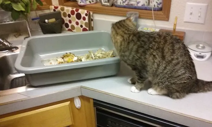 Chinook Trailer Park Picture 3