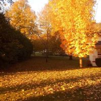 Dundee Hills Estate ico