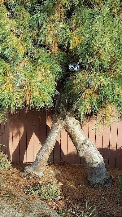 Dundee Hills Estate Picture 10