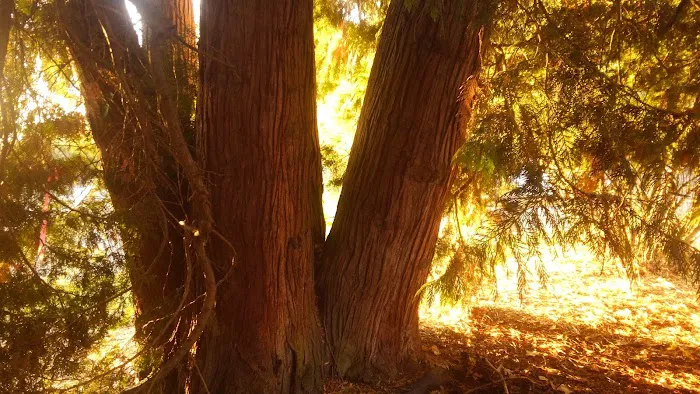 Dundee Hills Estate Picture 2