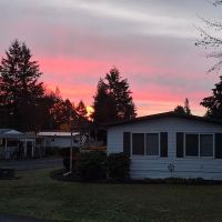 Smoketree MHCLLC ico