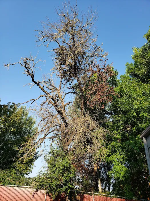 Smoketree MHCLLC Picture 6