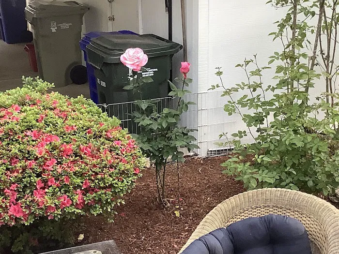 Smoketree MHCLLC Picture 4