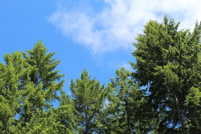 Village Park Picture 10