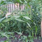 Salem Greene Estates