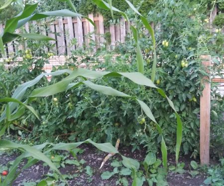 Salem Greene Estates