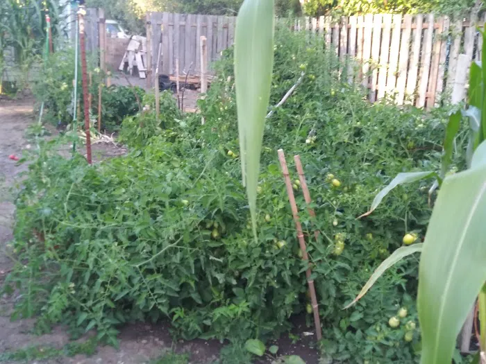 Salem Greene Estates Picture 2