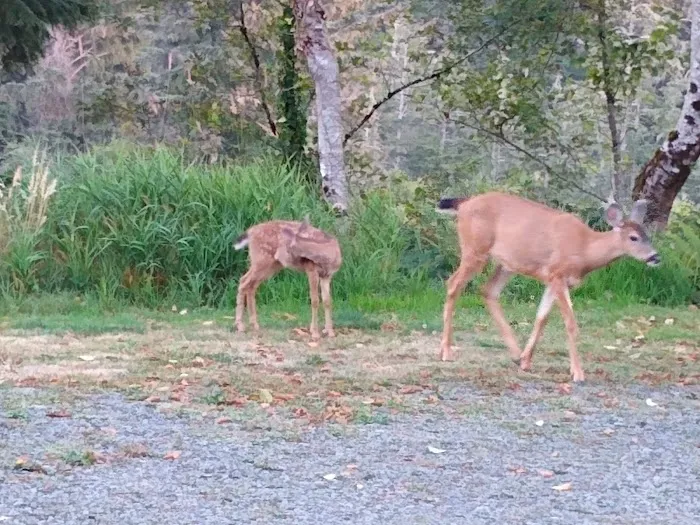 Eagles Nest RV Resort Picture 2