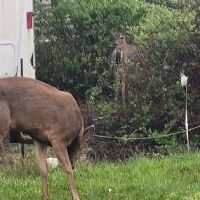 Safari Association of Ilwaco ico