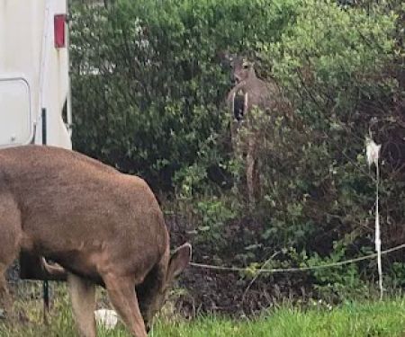 Safari Association of Ilwaco