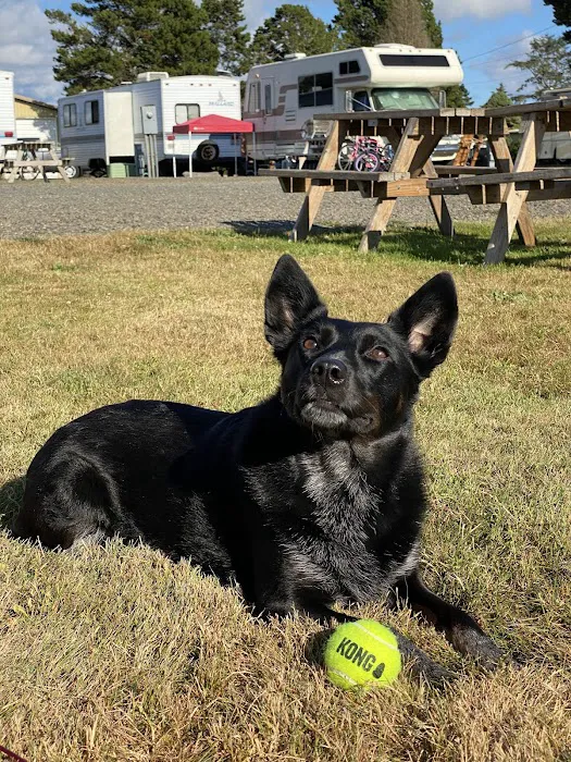 Sandcastle RV Park Picture 5