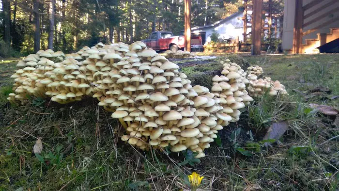 Sandcastle RV Park Picture 7