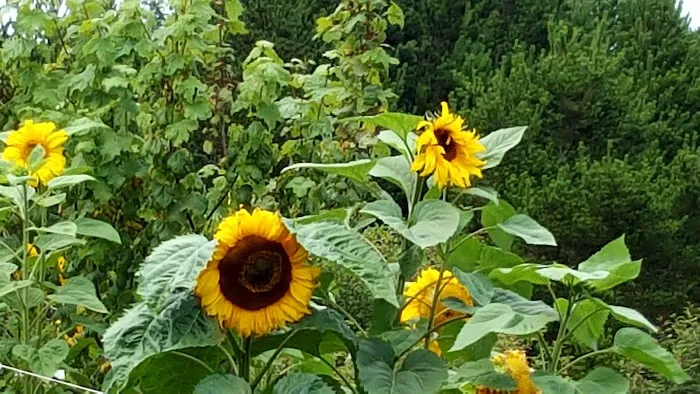 Cranberry Community LLC & RV Park Picture 9