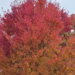 Quail Run Mobile Estates