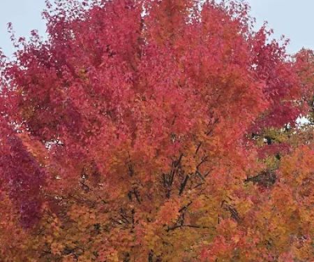 Quail Run Mobile Estates