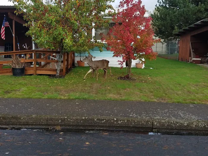 Squires Estates Picture 9