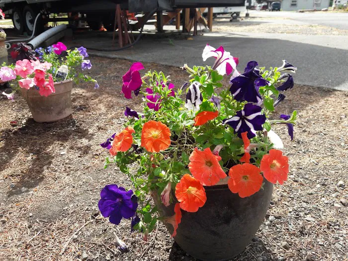 Harrison RV/Mobile Home Park Picture 5