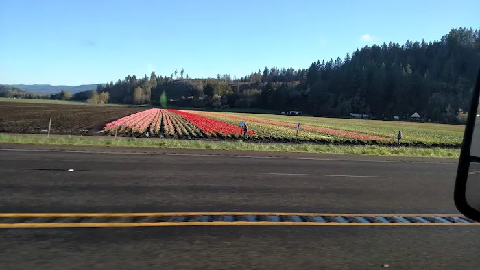 Mountain Road Park LLC & RV Park Picture 3