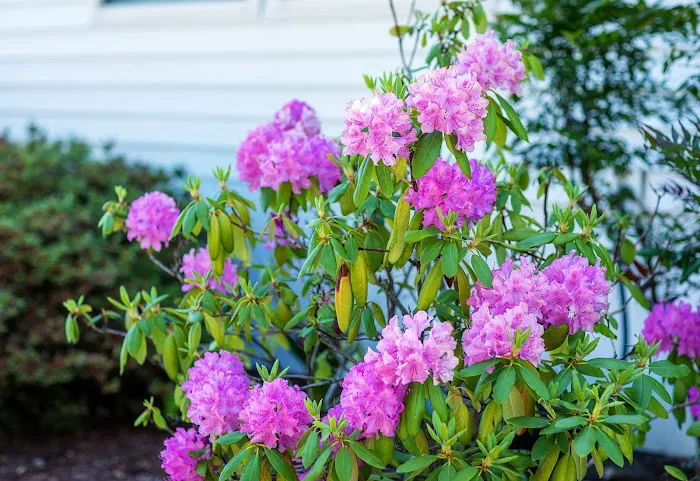 Meadowlark Estates Picture 3