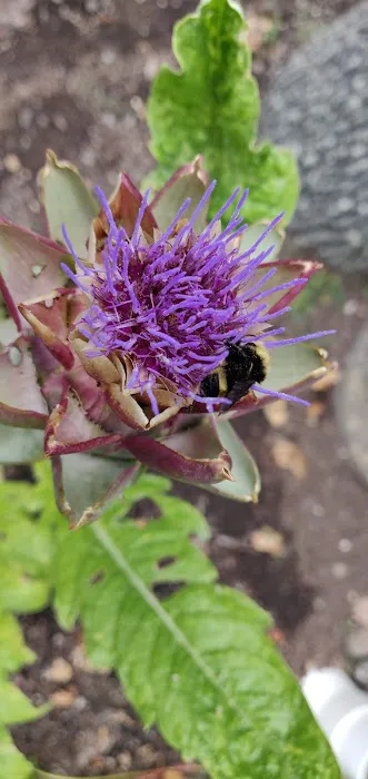 Paradise Island Park Picture 2