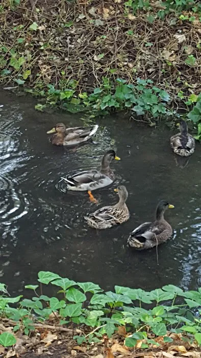 Paradise Island Park Picture 10