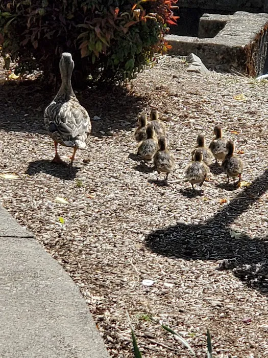 Lakeside Village Mobile Home Community Picture 2