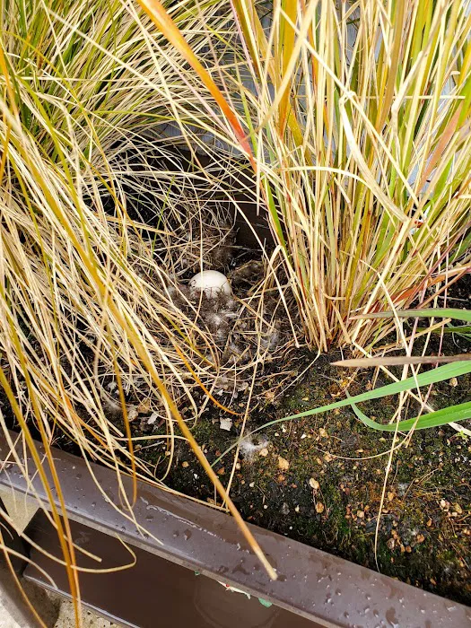 Lakeside Village Mobile Home Community Picture 8