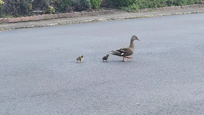 Lakeside Village Mobile Home Community Picture 9